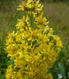 Solidago virgaurea