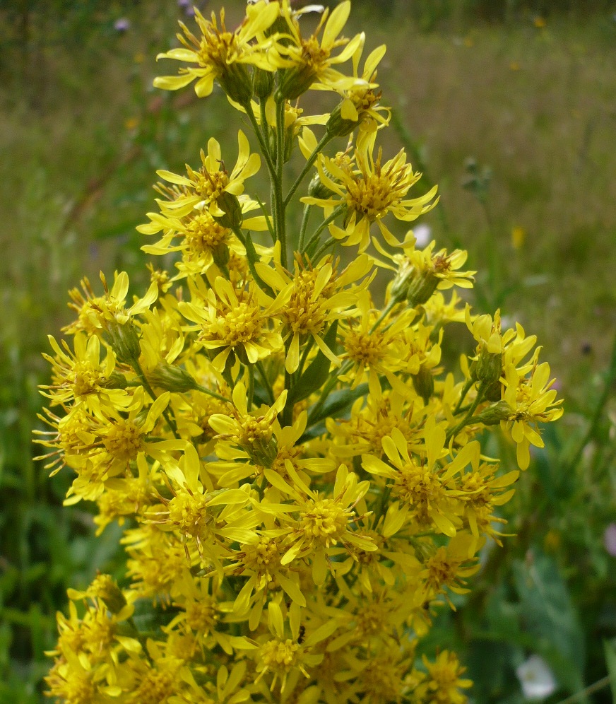 Image of Solidago virgaurea specimen.