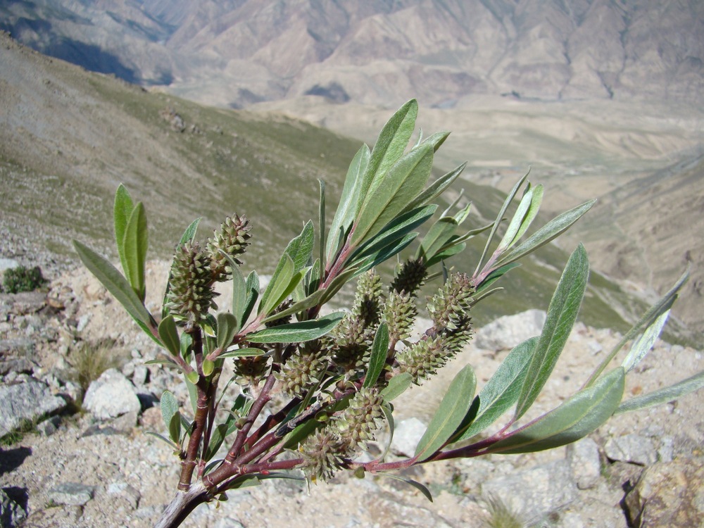Изображение особи Salix schugnanica.