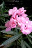 Nerium oleander