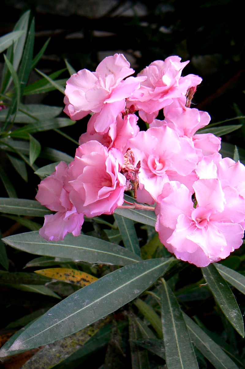 Image of Nerium oleander specimen.