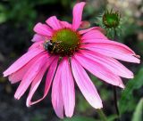 Echinacea purpurea