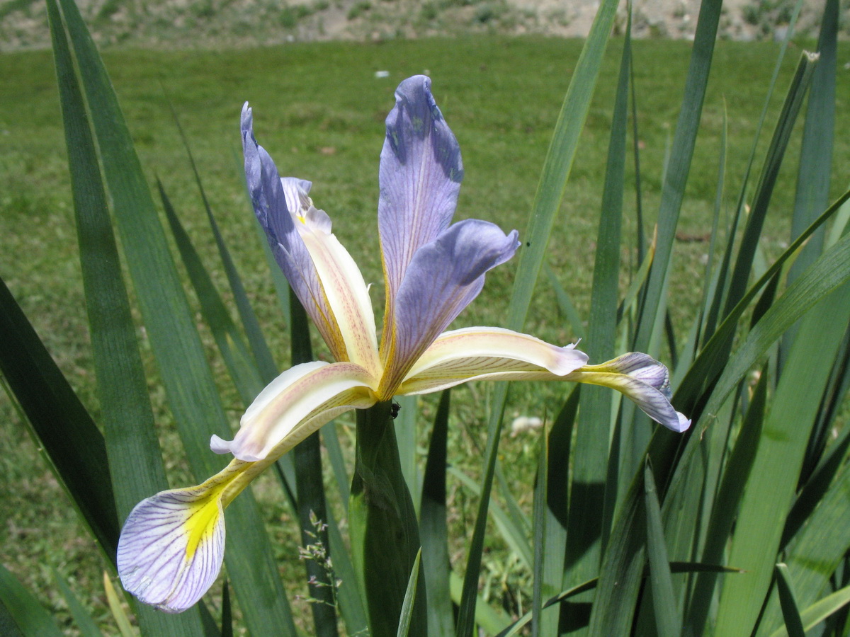 Изображение особи Iris sogdiana.