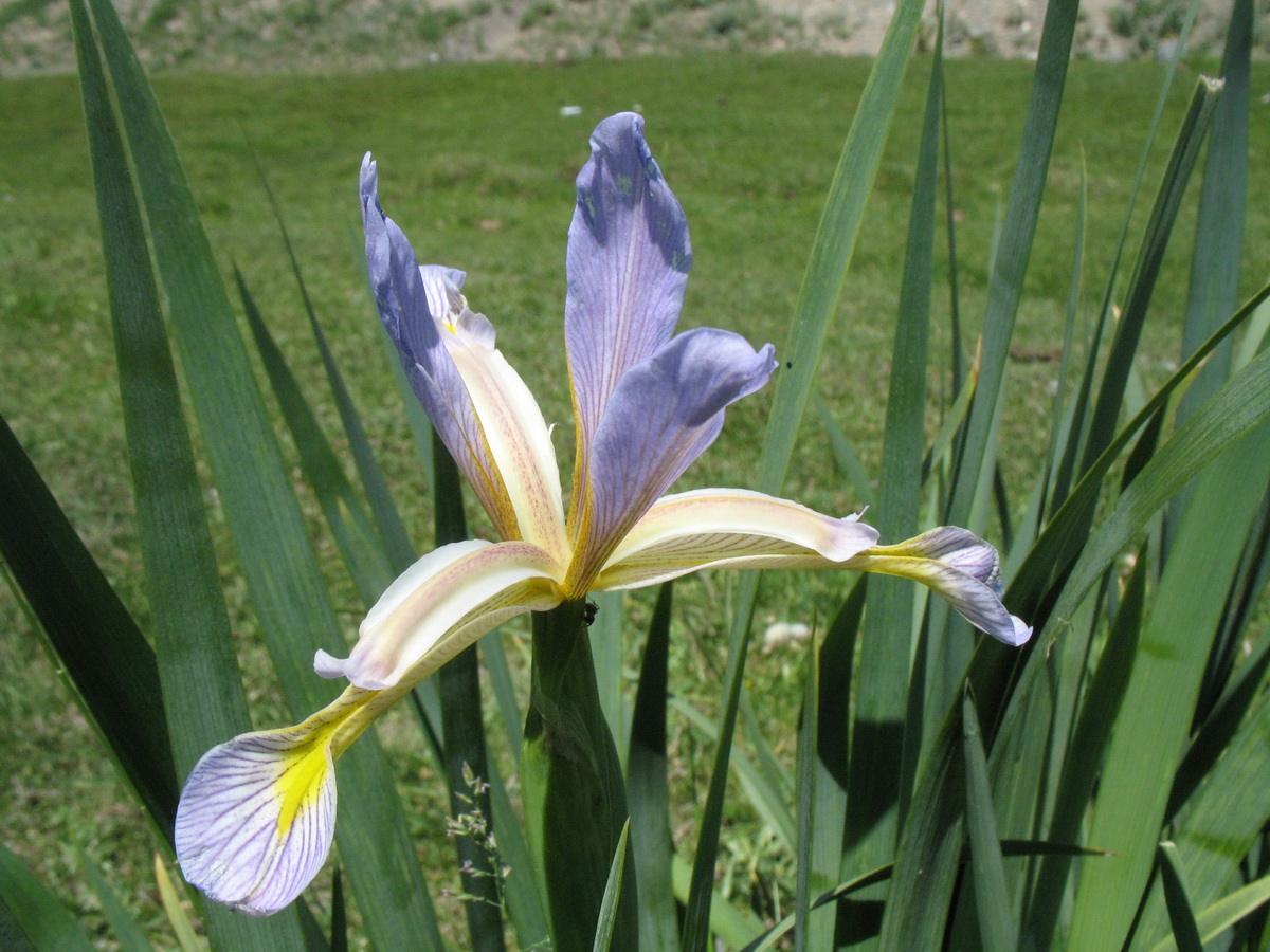 Image of Iris sogdiana specimen.