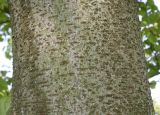 Idesia polycarpa