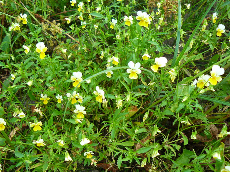 Image of Viola arvensis specimen.