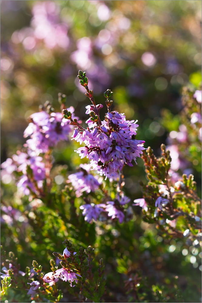 Image of Calluna vulgaris specimen.