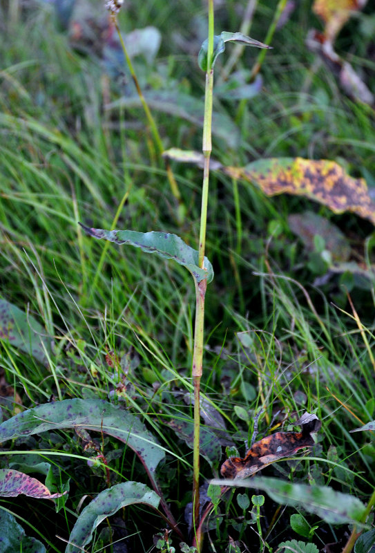 Image of Bistorta officinalis specimen.