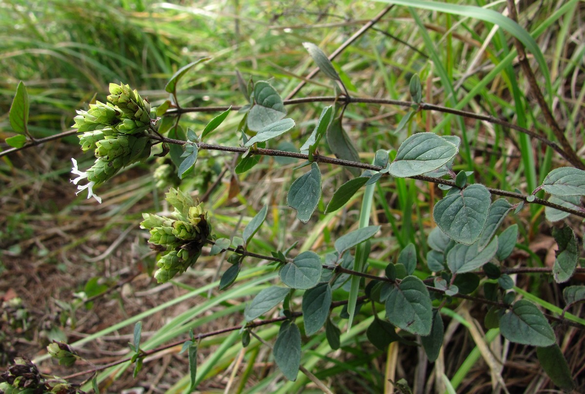 Image of Origanum vulgare ssp. viride specimen.