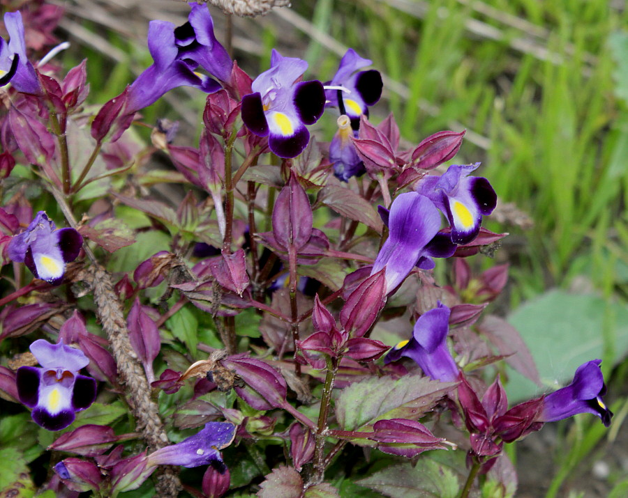 Изображение особи Torenia fournieri.