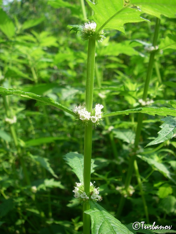 Изображение особи Lycopus europaeus.
