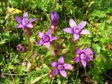 Gentianella auriculata. Цветущее растение. Камчатский край, Елизовский район, природный парк \"Налычево\", подножье вулкана Авачинская сопка, разнотравно-кустарниковая тундра, 720 м н.у.м. 25.07.2008.