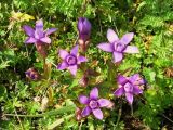 Gentianella auriculata