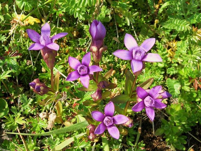 Image of Gentianella auriculata specimen.