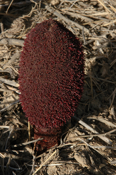 Image of Cynomorium songaricum specimen.