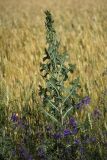 Lactuca serriola. Расцветающее растение в зарослях цветущих сокирок (Consolida regalis) на краю пшеничного поля. Белгородская обл., окр. пос. Борисовка, Острасьев Яр. 30.06.2009.