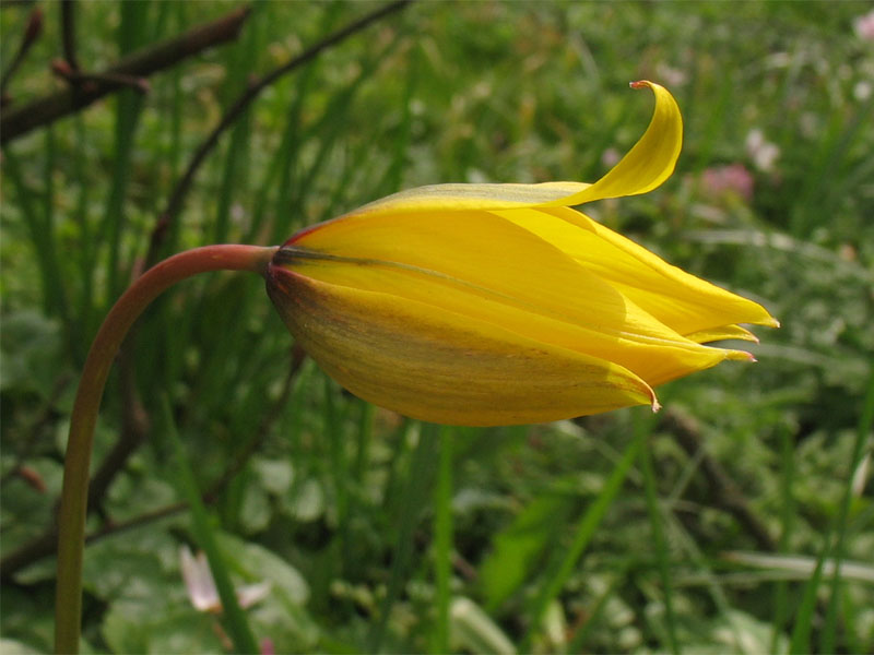 Изображение особи Tulipa sylvestris.