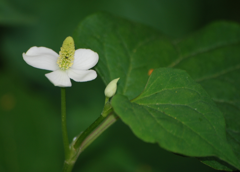 Изображение особи Houttuynia cordata.