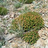 Rhodiola coccinea