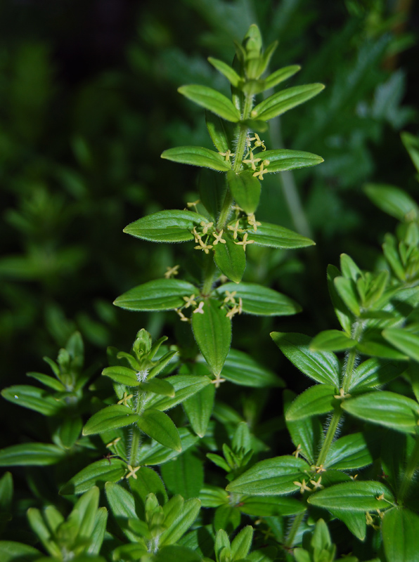 Image of Cruciata krylovii specimen.