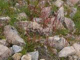 Epilobium anagallidifolium