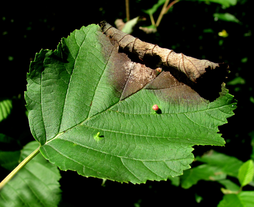 Изображение особи Alnus incana.