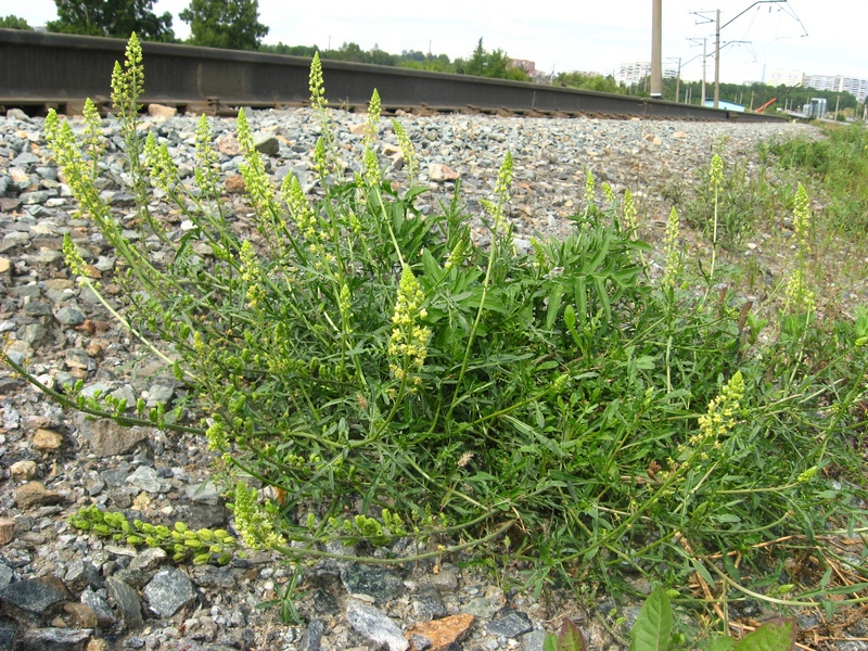 Image of Reseda lutea specimen.