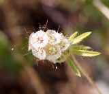 Lomelosia micrantha