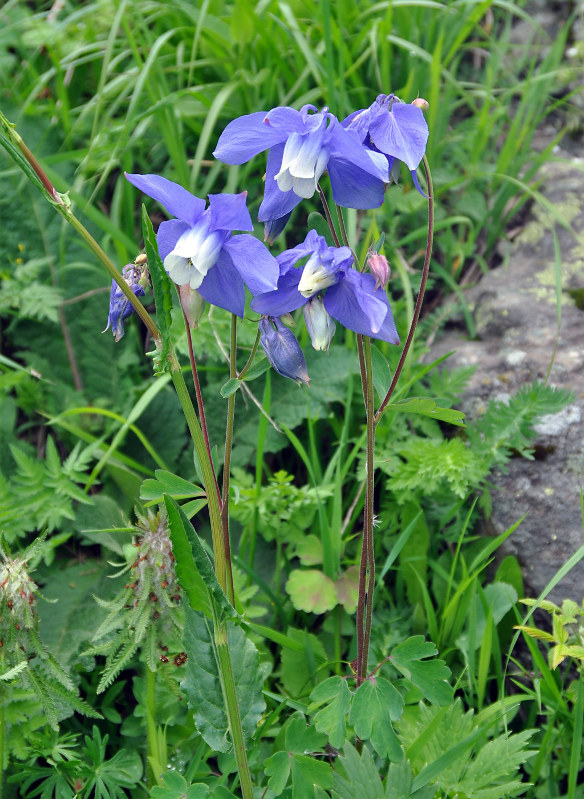 Изображение особи Aquilegia olympica.