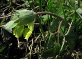 Corydalis bombylina