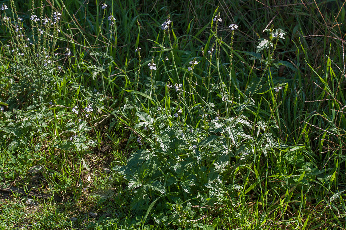 Image of Verbena officinalis specimen.