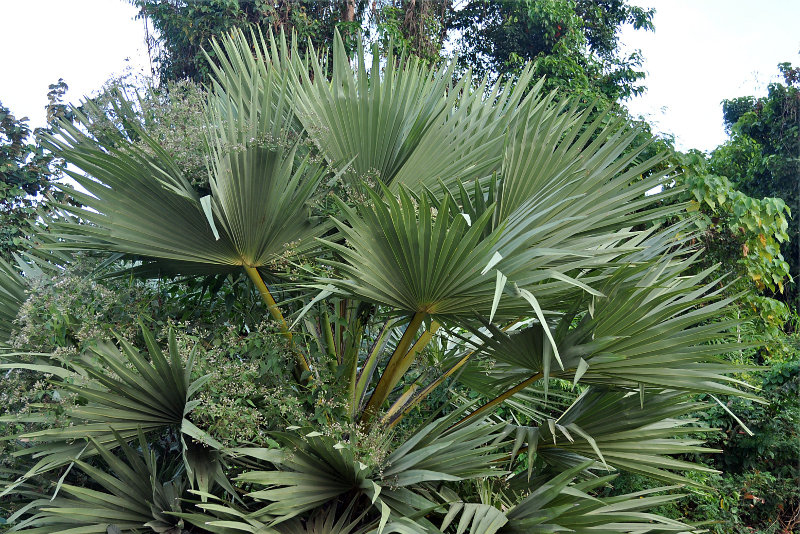 Image of Borassus flabellifer specimen.