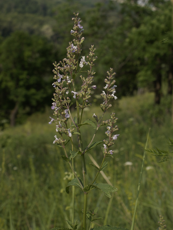 Image of Nepeta nuda specimen.