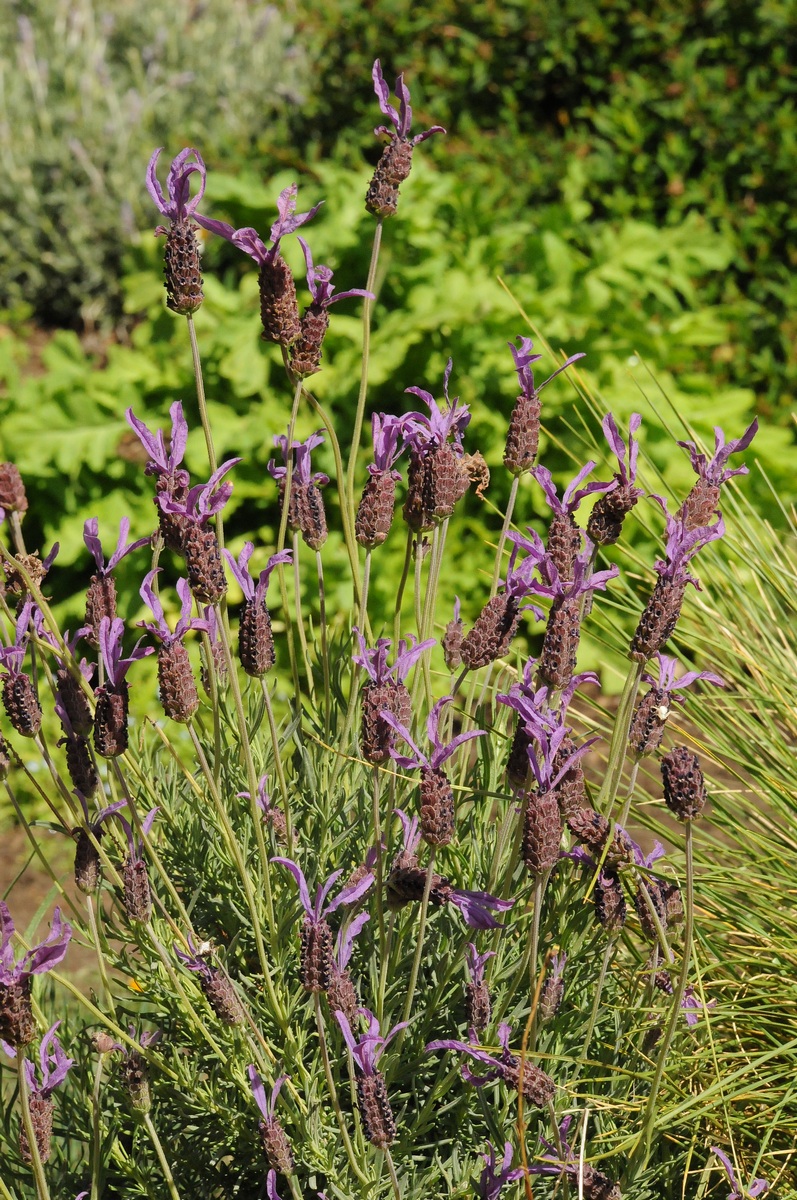 Изображение особи Lavandula pedunculata.