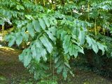 Pterocarya fraxinifolia. Листья. Бельгия, г. Брюгге, озеленение. Октябрь 2015 г.