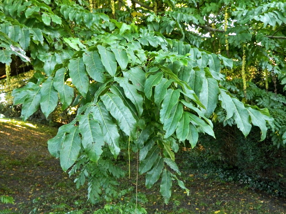 Изображение особи Pterocarya fraxinifolia.