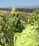 Opuntia ficus-indica. Незрелый плод. Испания, Андалусия, провинция Малага, г. Ронда, горный склон. Август 2015 г.