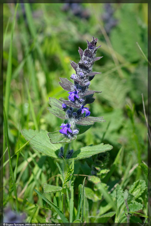 Image of Ajuga genevensis specimen.