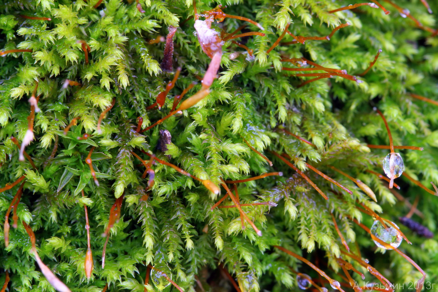 Image of Leskea polycarpa specimen.