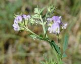 Medicago sativa. Верхушка побега с соцветиями. Иркутская обл., Иркутский р-н, окр. дер. Ширяева. 26.07.2014.