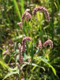 Persicaria lapathifolia. Побеги с соцветиями. Кыргызстан, Чуйская обл., берег водоема в с. Восток. 11.09.2015.