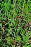 Ipomoea quamoclit