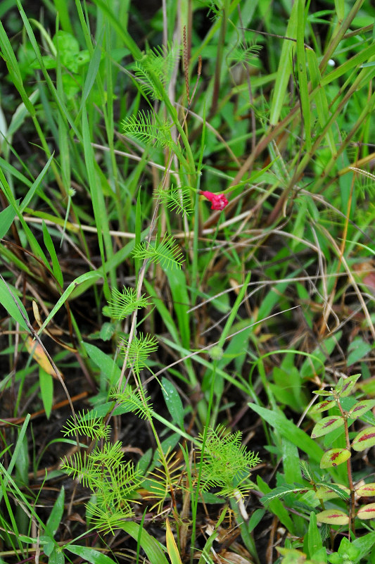 Image of Ipomoea quamoclit specimen.