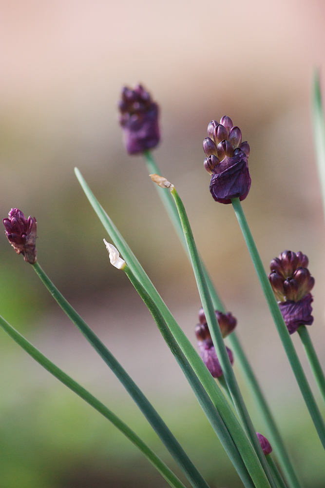 Изображение особи Allium atrosanguineum.