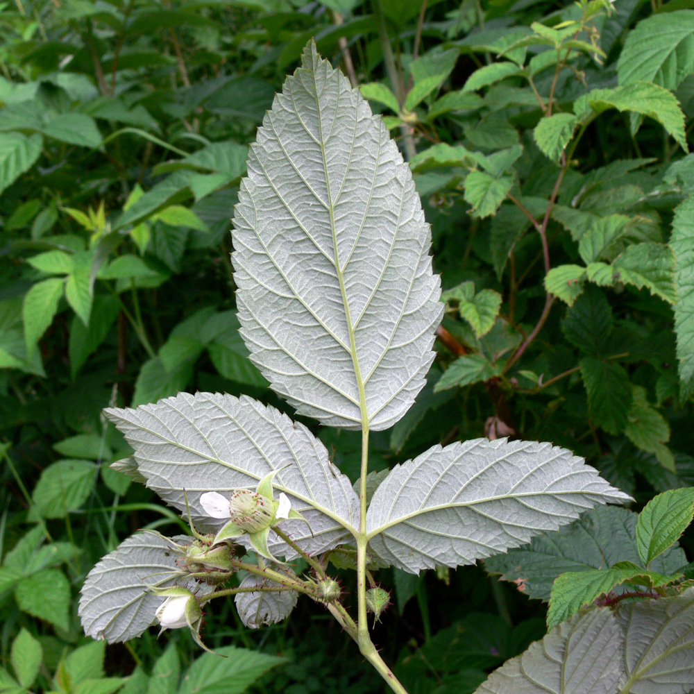 Изображение особи Rubus matsumuranus.