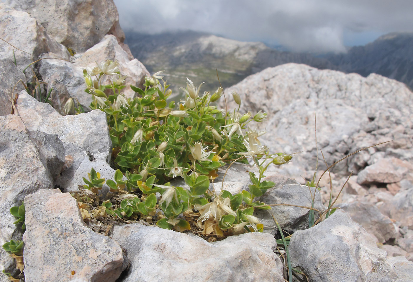 Изображение особи Cerastium polymorphum.