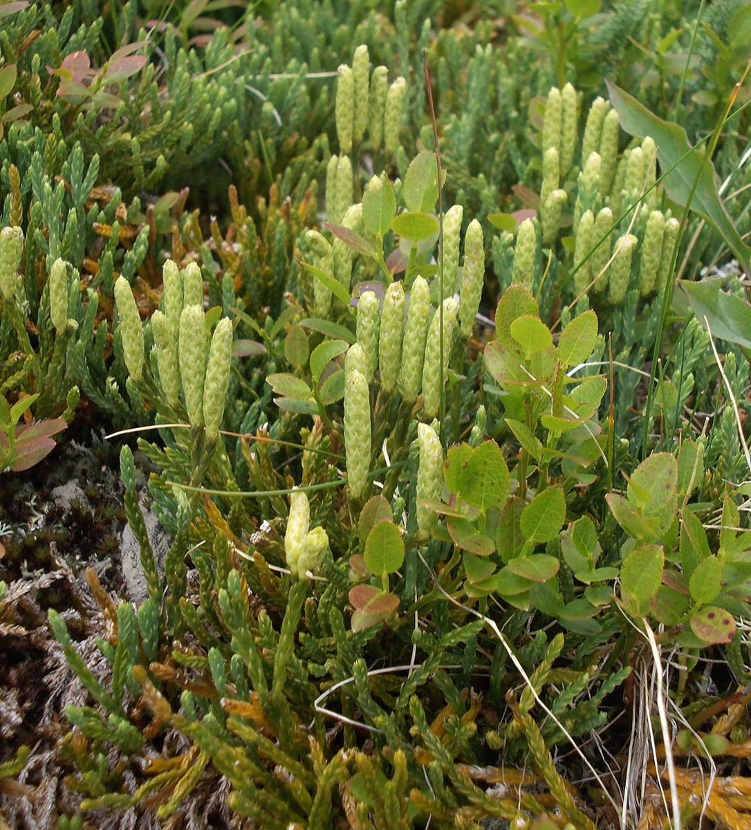 Image of Diphasiastrum alpinum specimen.