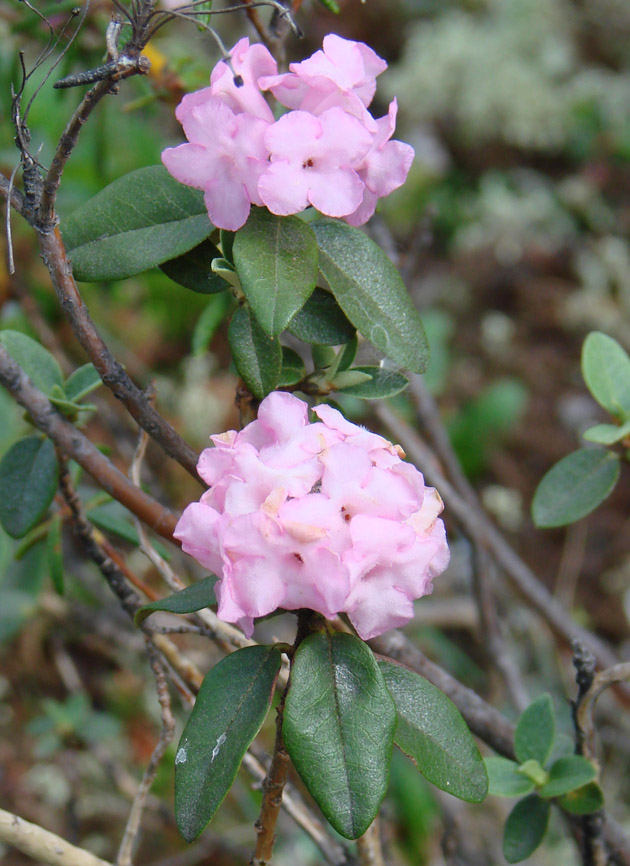 Image of Rhododendron adamsii specimen.