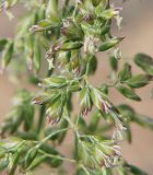 Poa pratensis. Часть соцветия. Санкт-Петербург, пустырь. 02.06.2009.