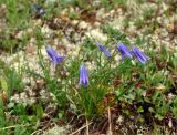 Campanula turczaninovii. Цветущее растение. Тува, Тоджинский р-н, долина р. Аржаан-Хем, горная тундра (выс. около 1800 м н.у.м.). 07.07.2015.